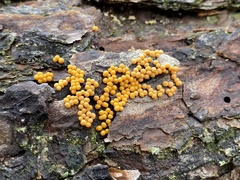 Oligonema persimile