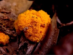 Oligonema persimile