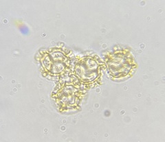 Oligonema persimile
