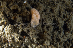 Favorinus blianus