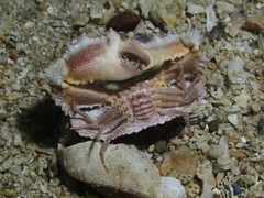 Cryptopodia laevimana