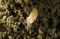 Favorinus blianus