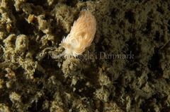 Favorinus blianus