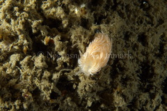 Favorinus blianus