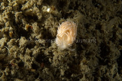 Favorinus blianus