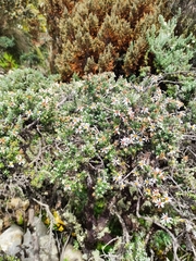 Diplostephium ericoides