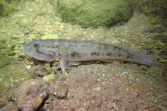 Acentrogobius viridipunctatus