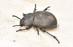 Phymatiotris quadricollis