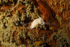 Favorinus blianus