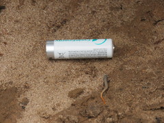 Psilophthalmus photo 3