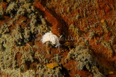 Favorinus blianus