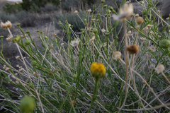 Eastwoodia elegans