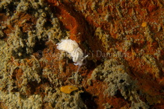 Favorinus blianus