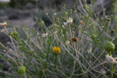 Eastwoodia elegans