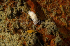 Favorinus blianus