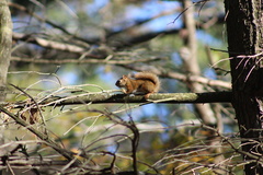 Tamiasciurus hudsonicus