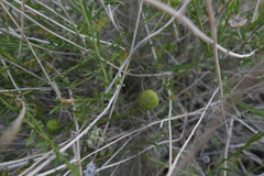 Eastwoodia elegans