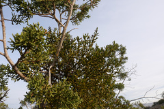 Phoradendron bolleanum densum