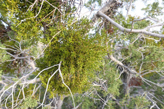 Phoradendron bolleanum densum