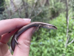 Plestiodon tetragrammus brevilineatus