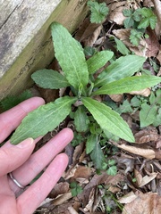 Micranthes micranthidifolia
