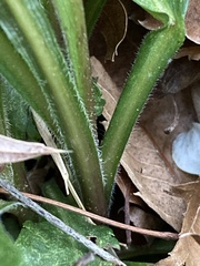 Micranthes micranthidifolia