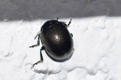 Chrysolina vernalis