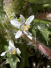 Loeseliastrum schottii