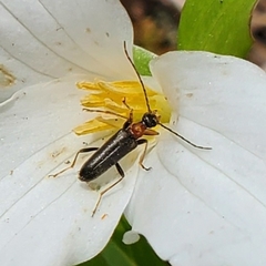 Pidonia ruficollis