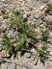 Loeseliastrum schottii
