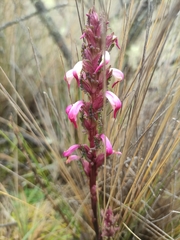 Pedicularis incurva