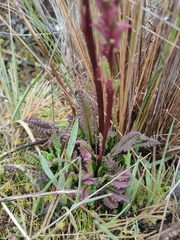Pedicularis incurva