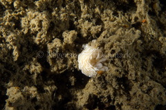 Favorinus blianus
