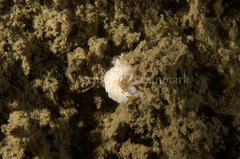 Favorinus blianus