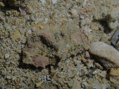 Cryptopodia laevimana