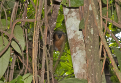 Plecturocebus moloch