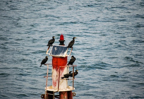 Great Cormorant