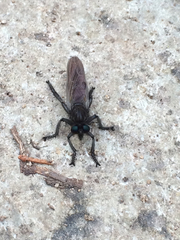 Promachus painteri