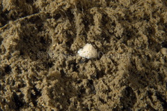 Favorinus blianus