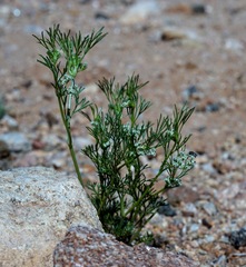 Spermolepis lateriflora