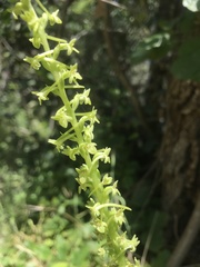 Platanthera michaelii