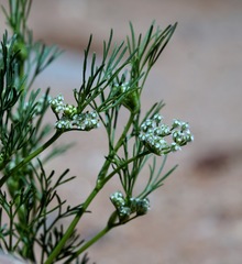 Spermolepis lateriflora
