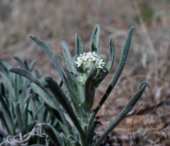 Oreocarya suffruticosa