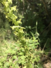 Platanthera michaelii