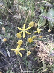 Triteleia ixioides scabra