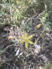 Triteleia ixioides scabra
