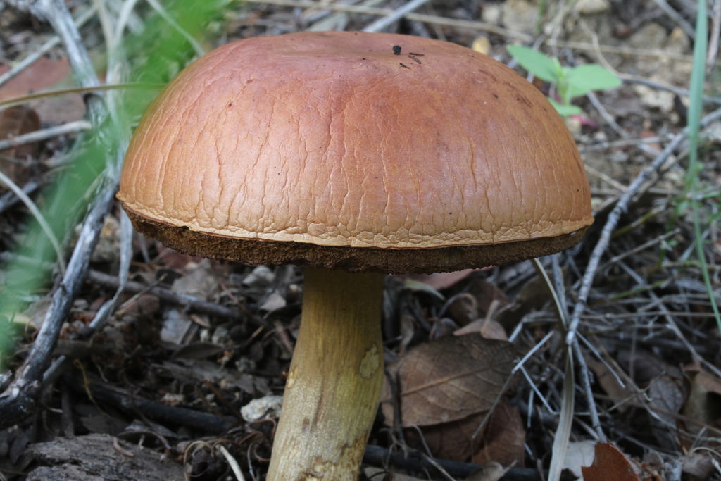 Neoboletus from Santa Cruz County, AZ, USA on August 29, 2018 at 0643