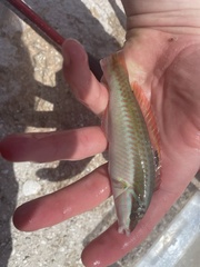 Halichoeres maculipinna