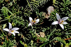 Lobelia oligophylla
