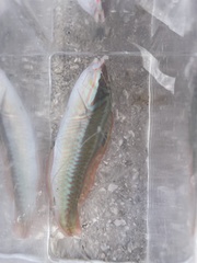 Halichoeres maculipinna